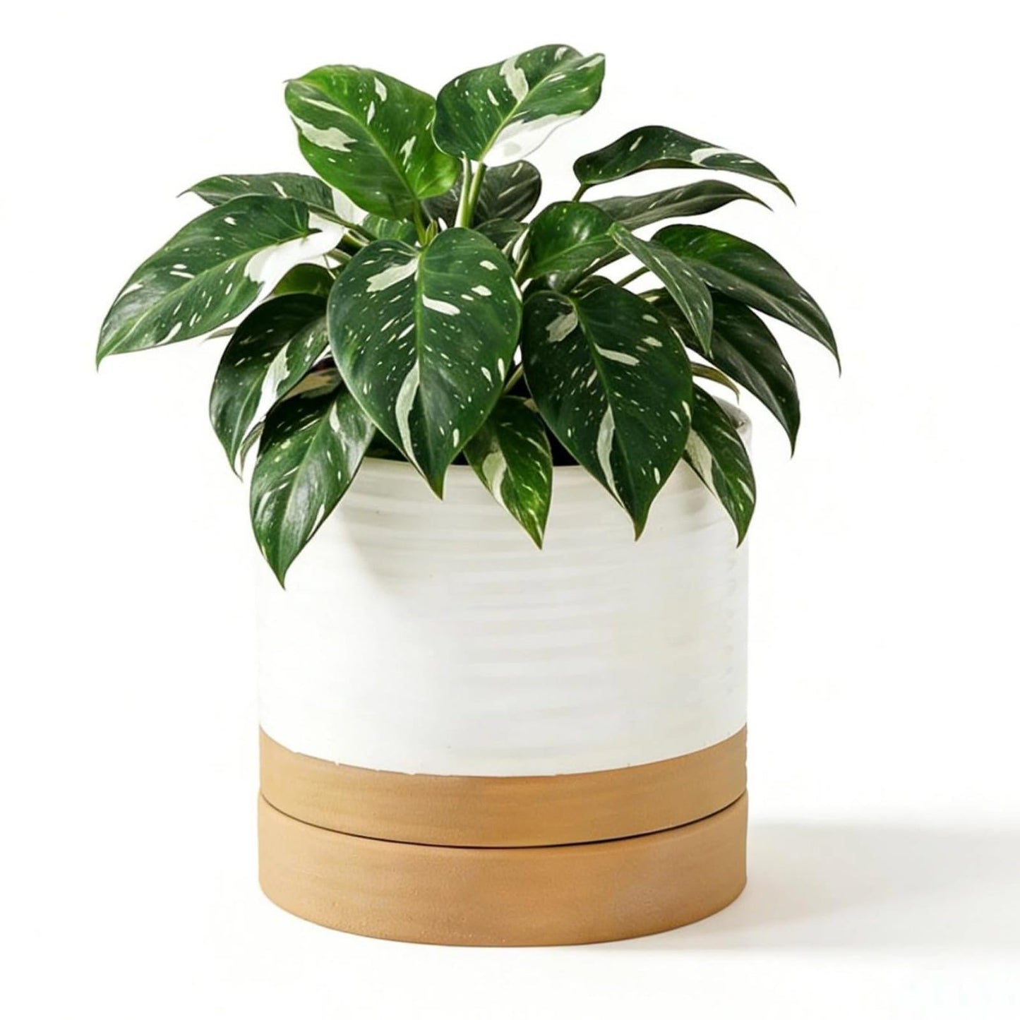 HASENSE Ceramic Plant Pot with Saucer, 6 Inch Planter White Flower Pot for Succulents,for Indoor Plants with Drainage Hole, Snake Plants & Cactus, Modern Decor Gift for Mom