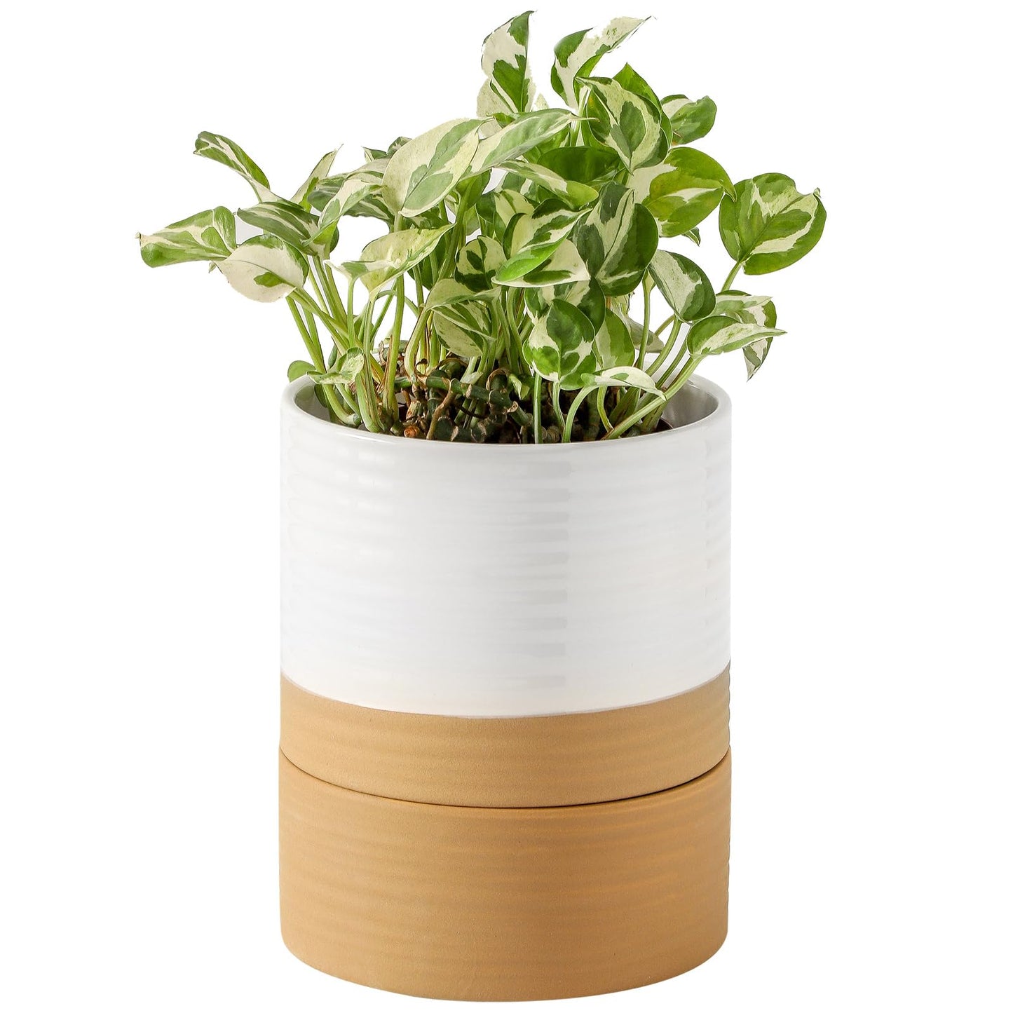 HASENSE Ceramic Plant Pot with Saucer, 6 Inch Planter White Flower Pot for Succulents,for Indoor Plants with Drainage Hole, Snake Plants & Cactus, Modern Decor Gift for Mom