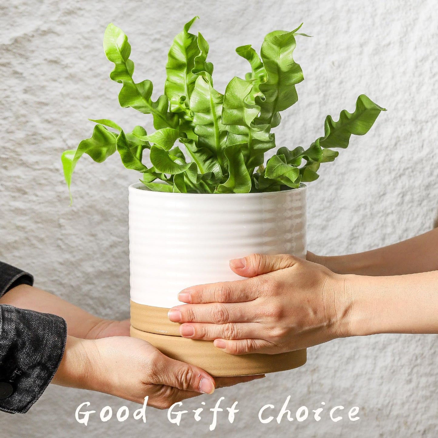 HASENSE Ceramic Plant Pot with Saucer, 6 Inch Planter White Flower Pot for Succulents,for Indoor Plants with Drainage Hole, Snake Plants & Cactus, Modern Decor Gift for Mom
